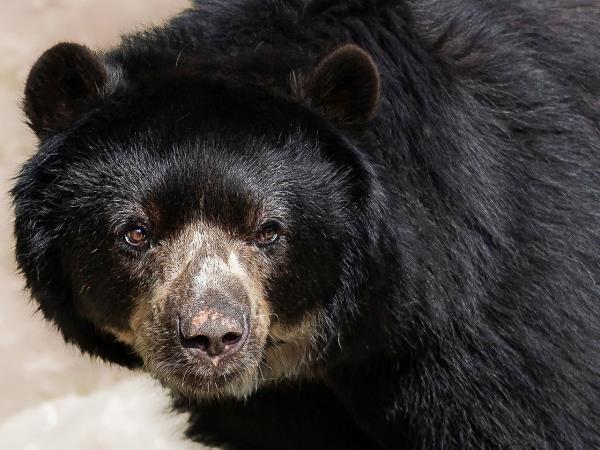Galapagos and Ecuador bear watching holiday