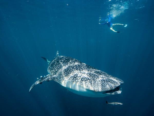 Indonesia island hopping cruise