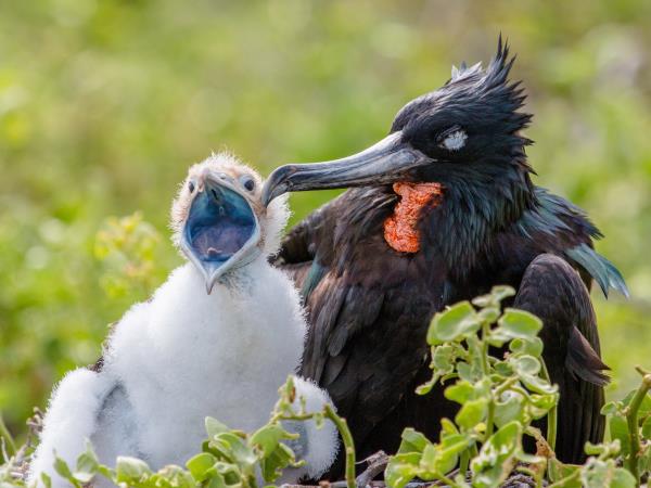 Galapagos and Ecuador bear watching holiday