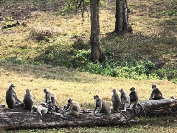 Nilgiri Hills nature and indigenous culture holiday, India