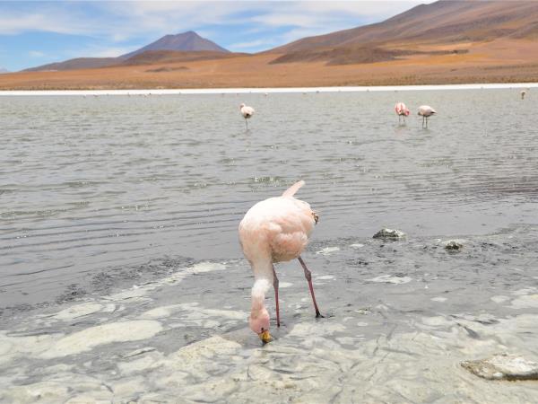 Bolivia budget adventure holiday, 9 days