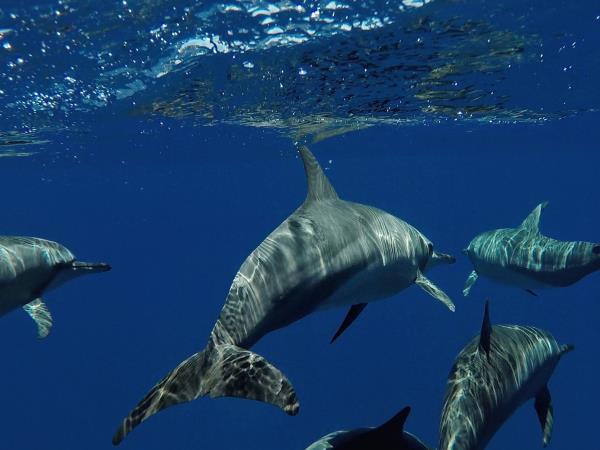 Maldives multi activity adventure holiday