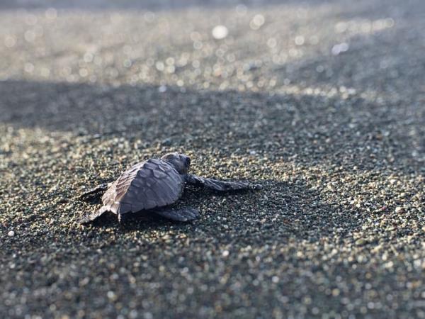 Costa Rica Caribbean coast holiday