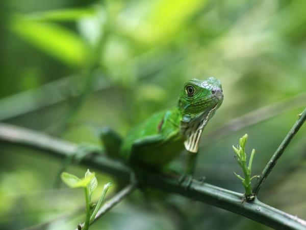 Costa Rica luxury family Holiday