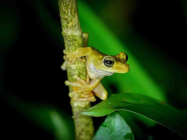Costa Rica adventure tours, Forests & Shores