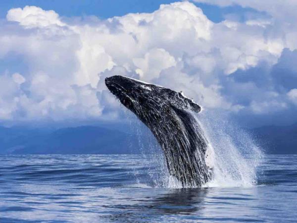 Costa Rica adventure tours, Forests & Shores