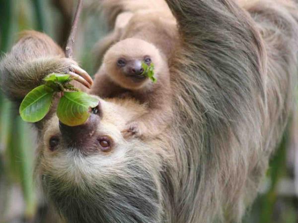 Costa Rica adventure tours, Forests & Shores