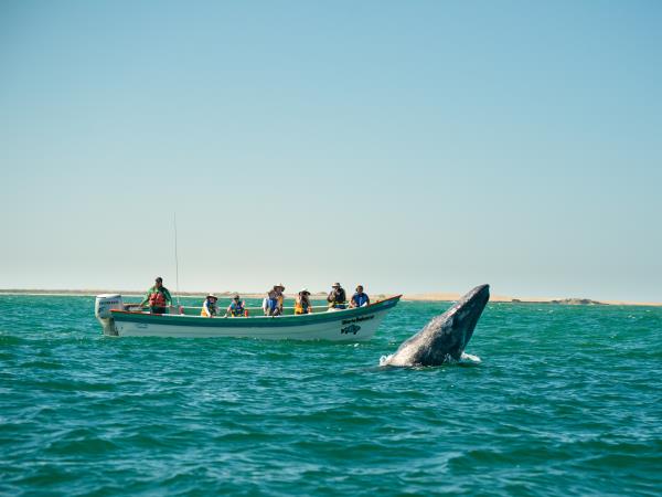 Baja kayaking and whale watching holiday