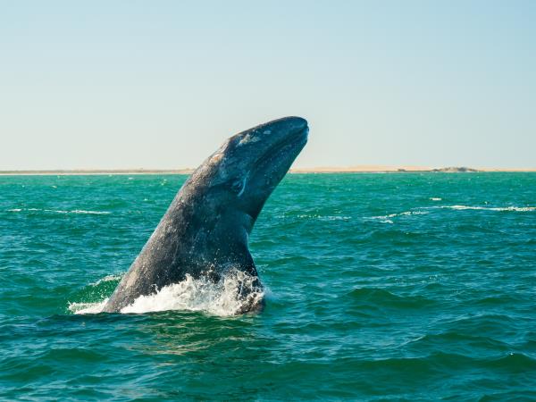 Baja kayaking and whale watching holiday