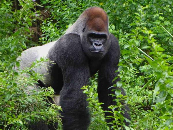 Gorillas & hiking Uganda�s Rwenzori Mountains