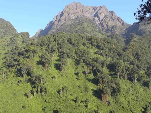 Gorillas & hiking Uganda�s Rwenzori Mountains