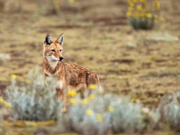 Bale Mountains holiday in Ethiopia