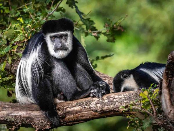 Bale Mountains holiday in Ethiopia