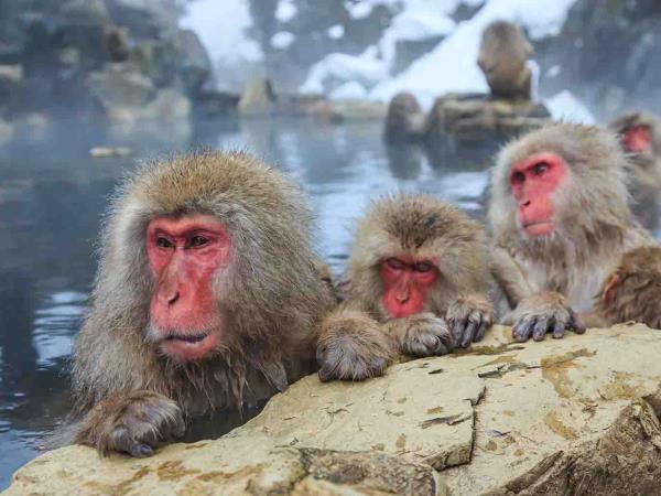 Japanese Alps walking tour