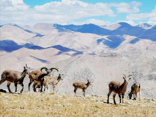 Tibet 15 day tour, culture & trekking