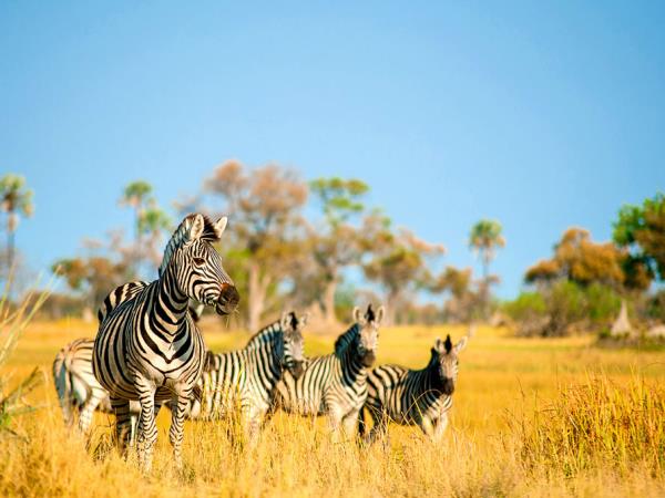 Okavango and Chobe wildlife holiday