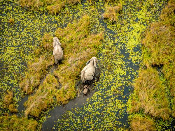 Okavango and Chobe wildlife holiday