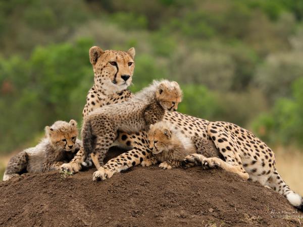 Tanzania photography safari tour 