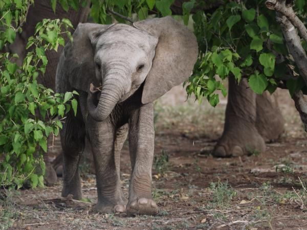 Victoria Falls photography holiday, Zimbabwe
