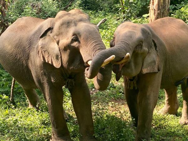Elephant adventure holiday, Laos