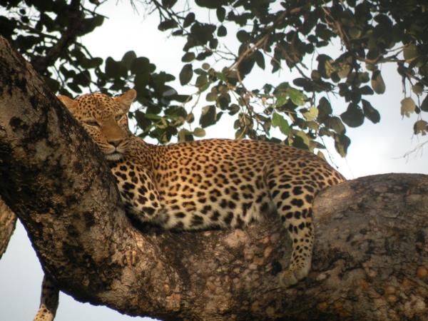 East Africa classic safari tour