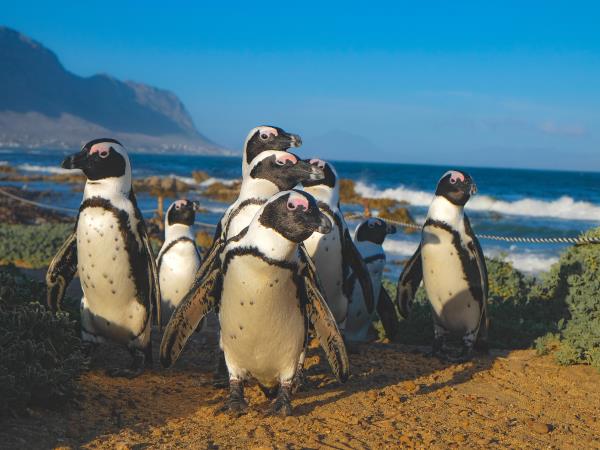 Marine conservation holiday, South Africa 