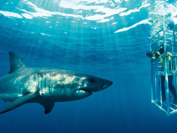 Marine conservation holiday, South Africa 