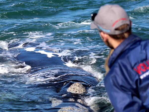 Marine conservation holiday, South Africa 