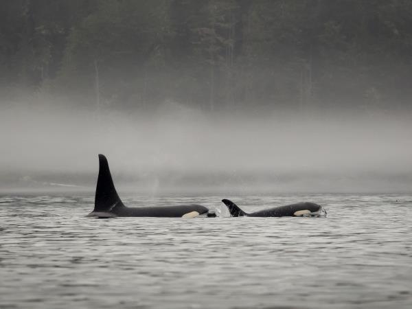Kayaking with orcas in British Columbia, 4 days