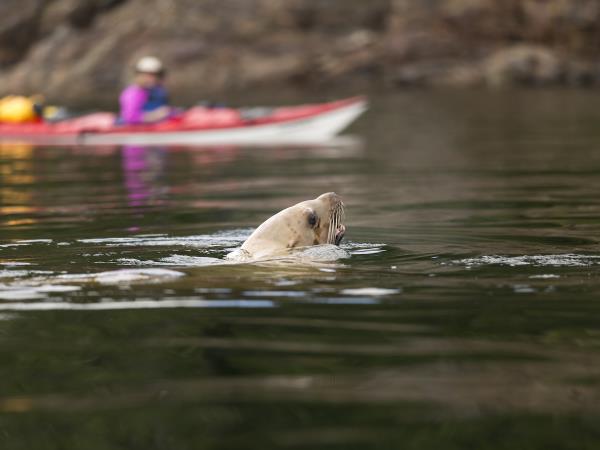 Kayaking with orcas in British Columbia, 4 days