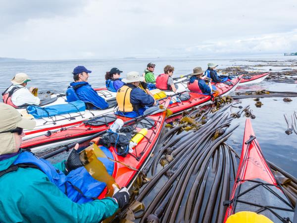 Kayaking with orcas in British Columbia, 4 days