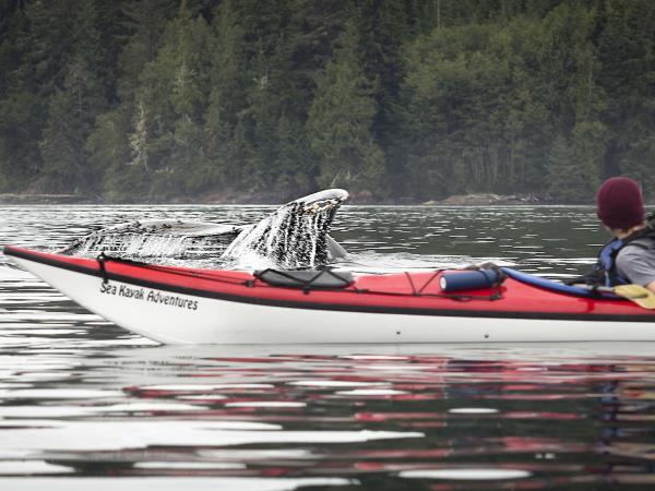 Kayaking with orcas in British Columbia, 4 days