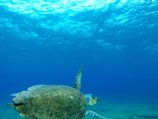 Marine and coastal conservation holiday, Greece