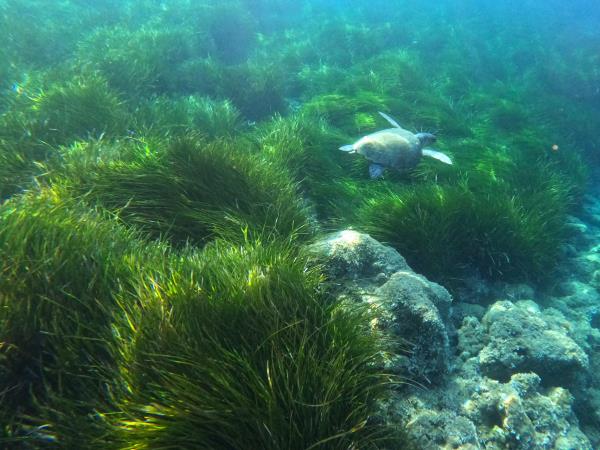 Marine and coastal conservation holiday, Greece