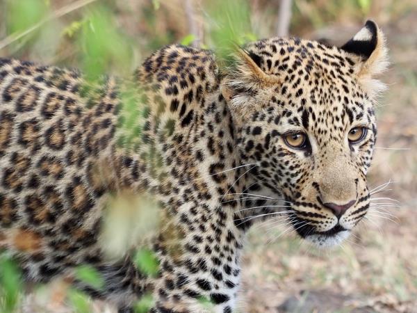 Mara Naboisho Conservancy safari camp