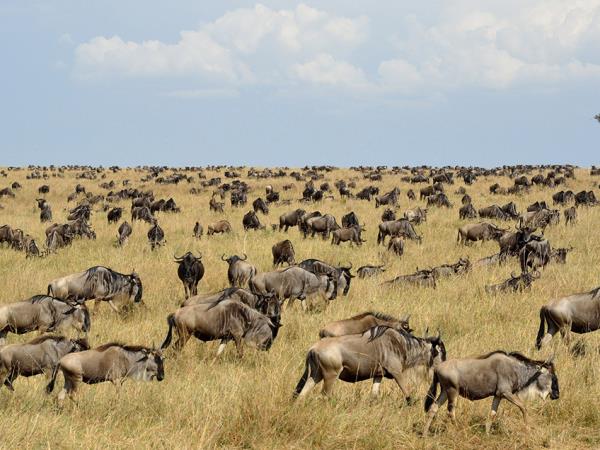 Northern Tanzania luxury guided holiday 