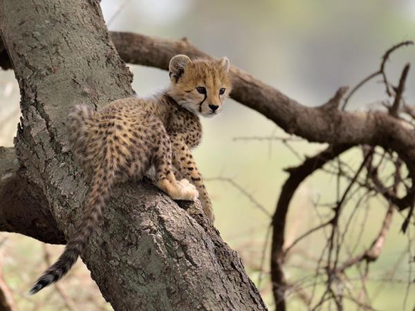 Northern Tanzania luxury guided holiday 