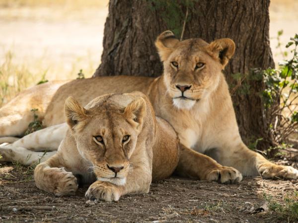 East Africa classic safari tour