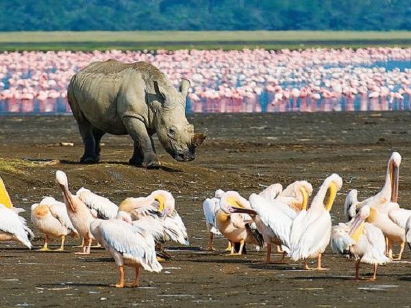 Kenya safari with a beach stay