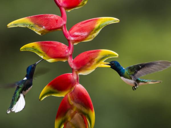 Costa Rica photography tour