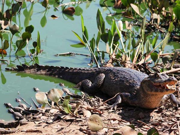 Pantanal and Iguazu tour, Brazil