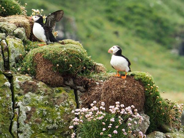 Shetland and Orkney walking holiday
