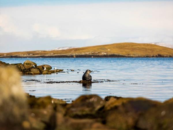 Shetland and Orkney walking holiday