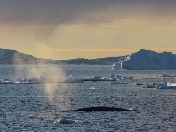 Classic Antarctic Peninsula small ship cruise