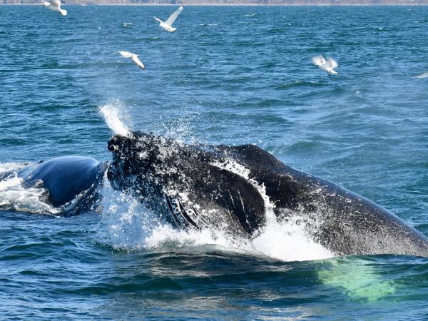 Iceland midnight sun and whale watching, self drive