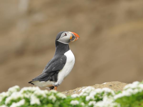Iceland midnight sun and whale watching, self drive
