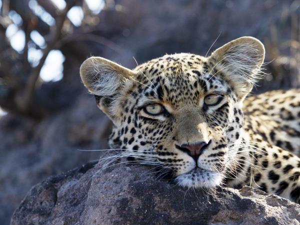 Wildlife conservation safari in South Africa