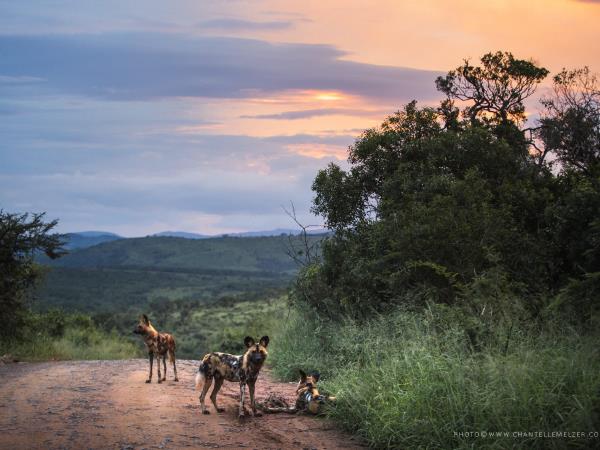 Wildlife conservation course in South Africa