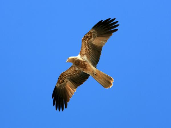 Kakadu and Arnhem Land tours, Australia