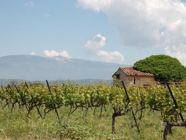 Provence to Camargue cycling holiday in France